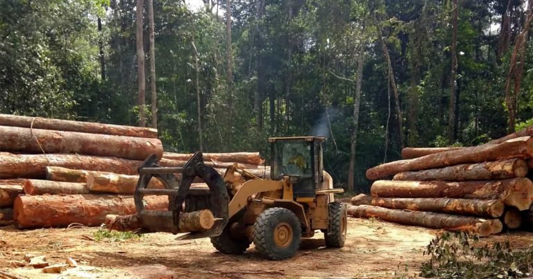 Desmate na Amazônia é o maior desde 2008
