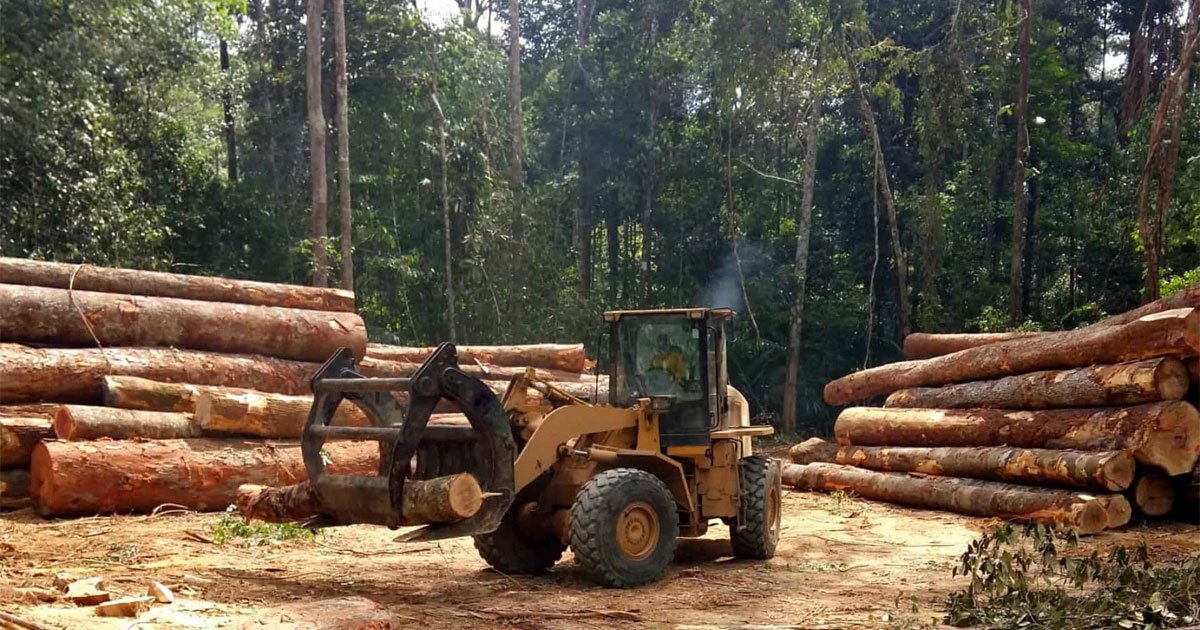 Desmate na Amazônia é o maior desde 2008