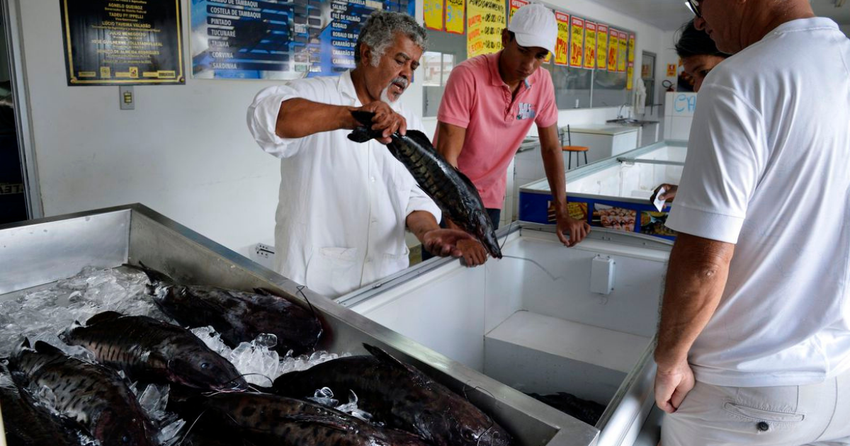 Doença “urina preta” pode estar relacionada a consumo de frutos do mar 5 Doença “urina preta” pode estar relacionada a consumo de frutos do mar