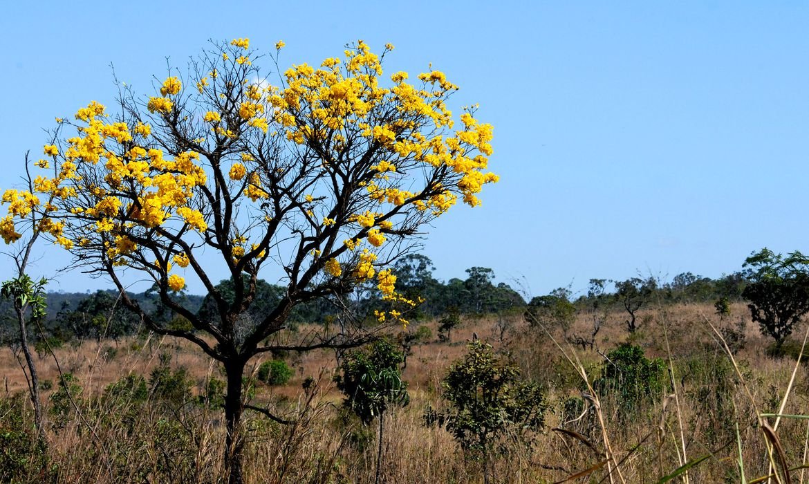 AGU institui grupo voltado à proteção dos biomas 1 AGU institui grupo voltado à proteção dos biomas